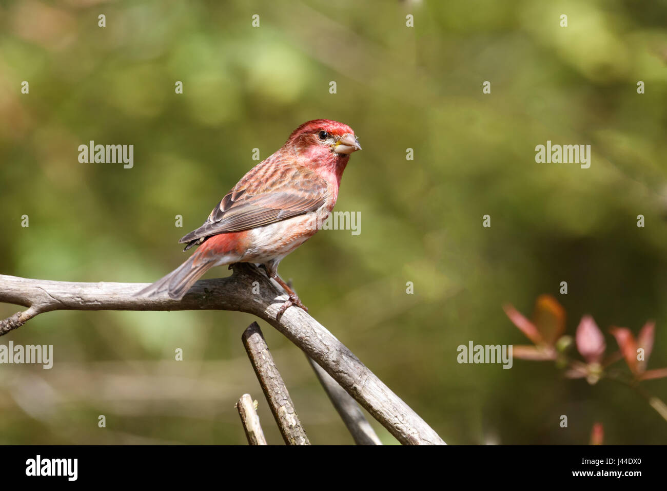 Viola maschio finch a Richmond BC Canada, Foto Stock
