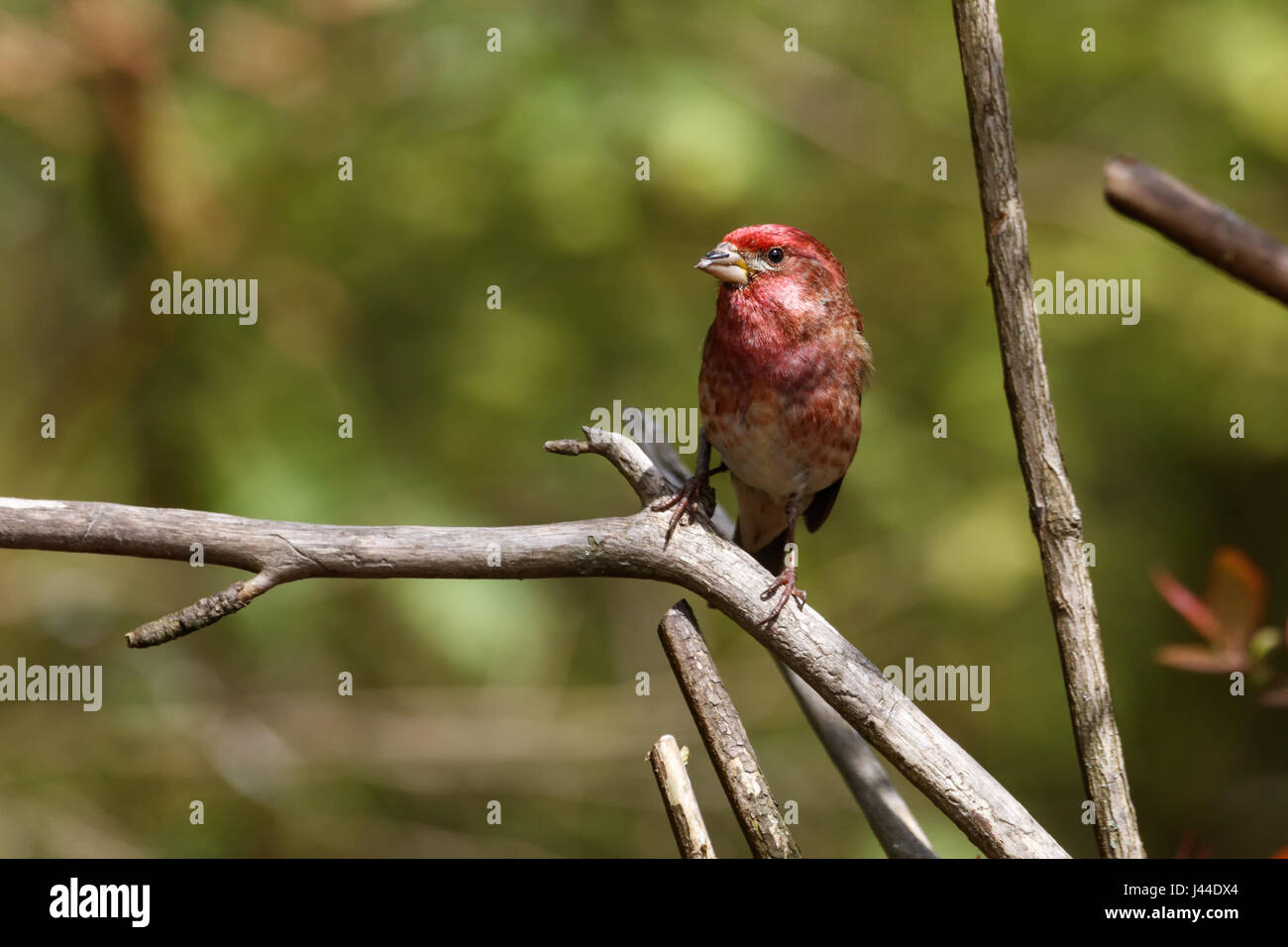 Viola maschio finch a Richmond BC Canada, Foto Stock