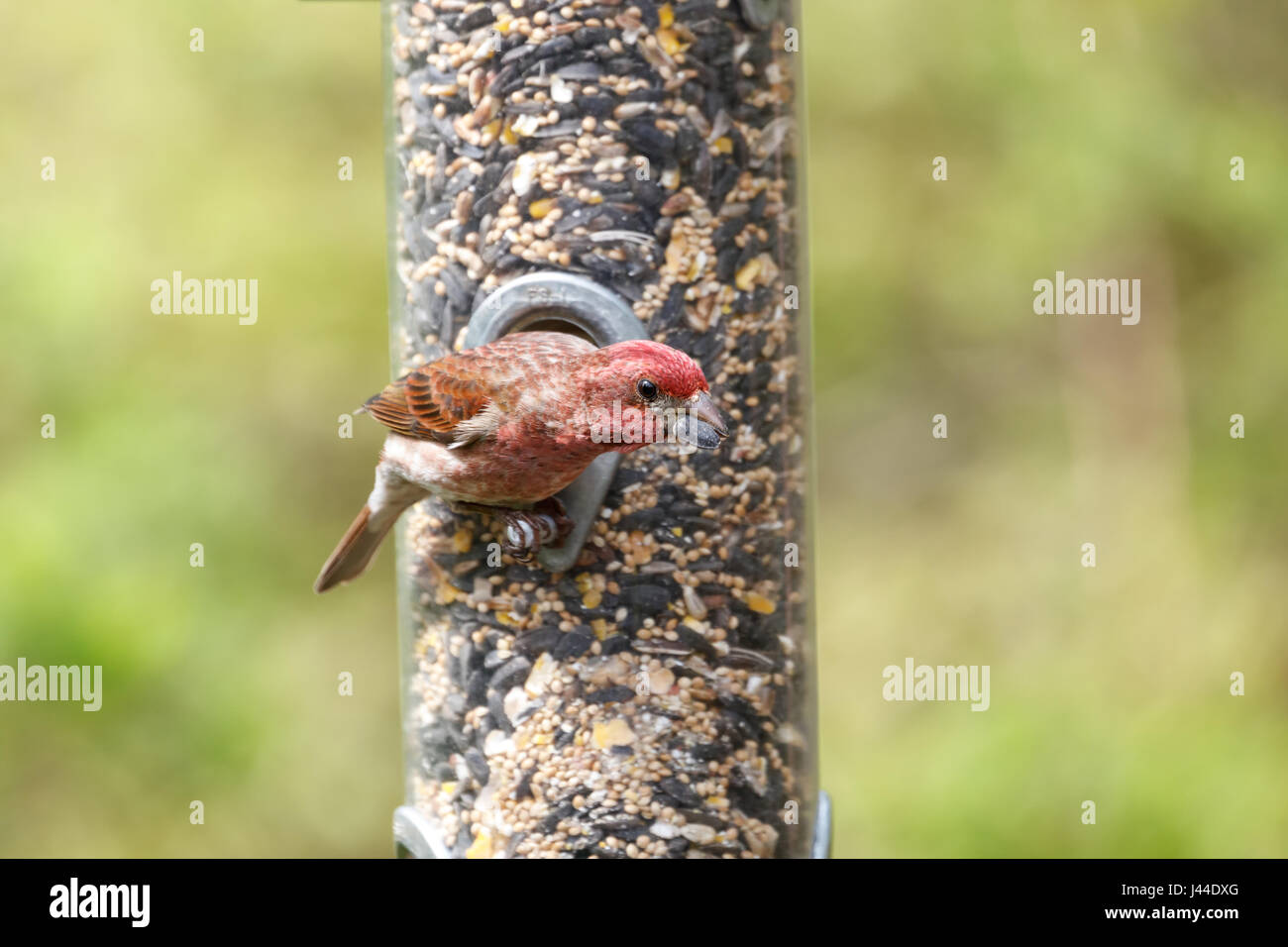 Viola maschio finch a Richmond BC Canada, Foto Stock