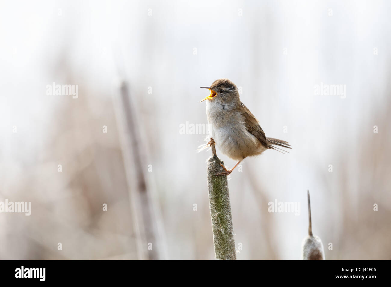 Brown Marsh Wren a Vancouver BC Canada, Foto Stock