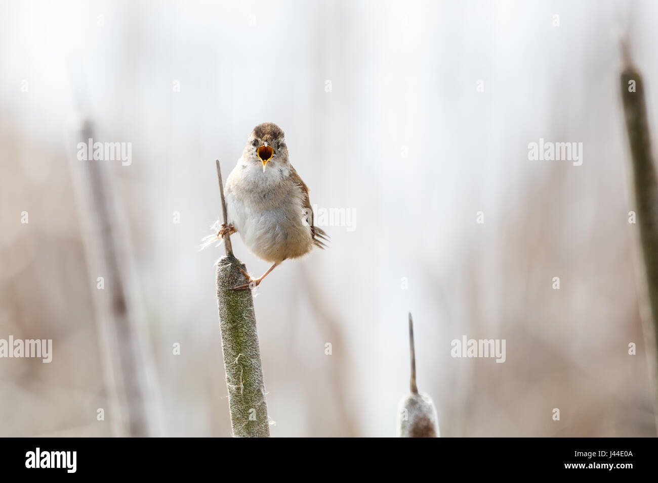 Brown Marsh Wren a Vancouver BC Canada, Foto Stock