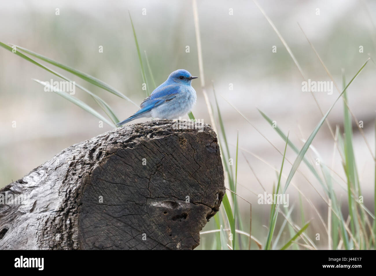 Maschio bluebird di montagna a Vancouver BC Canada, Foto Stock