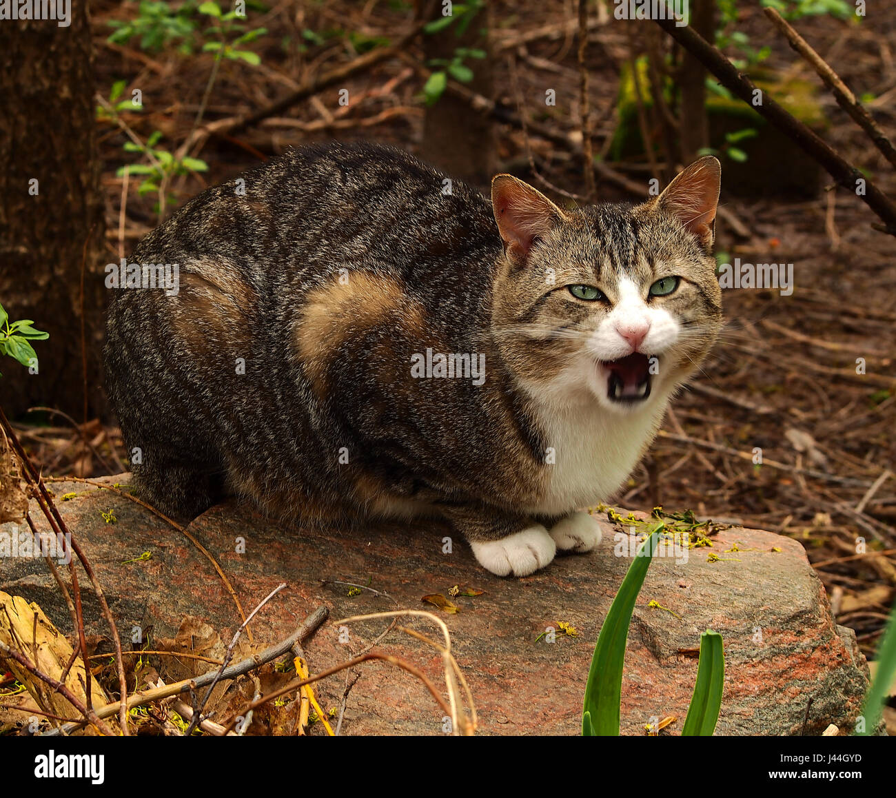 Sbadigliare gatto che assomiglia a lei potesse essere mad Foto Stock