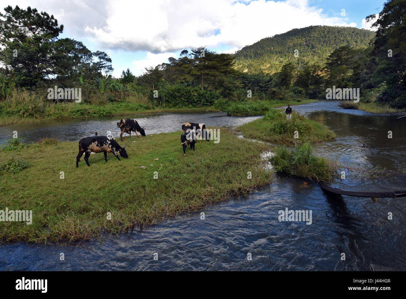 Il pascolo di bestiame in un'isola nel fiume Namorona a Ranomafana città del Madagascar. Foto Stock