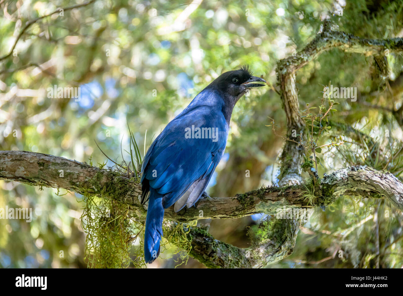 Azure Jay o Gralha Azul bird (Cyanocorax caeruleus) in Itaimbezinho Canyon al Parco Nazionale Aparados da Serra - Cambara do Sul Rio Grande do Sul, Br Foto Stock