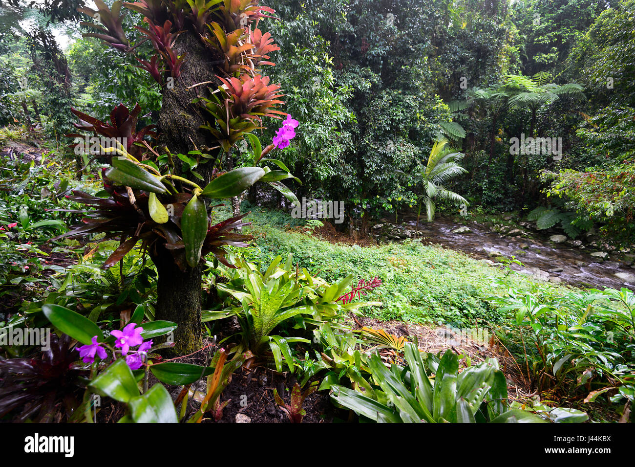 Orchidee e bromeliacee in un giardino tropicale nella foresta pluviale, Bellenden Ker, estremo Nord Queensland, QLD, FNQ, Australia Foto Stock