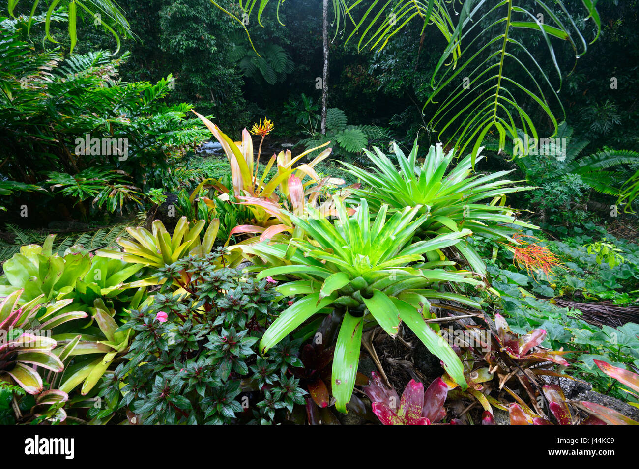 Spettacolare bromeliacee in un giardino tropicale nella foresta pluviale, Bellenden Ker, estremo Nord Queensland, QLD, FNQ, Australia Foto Stock