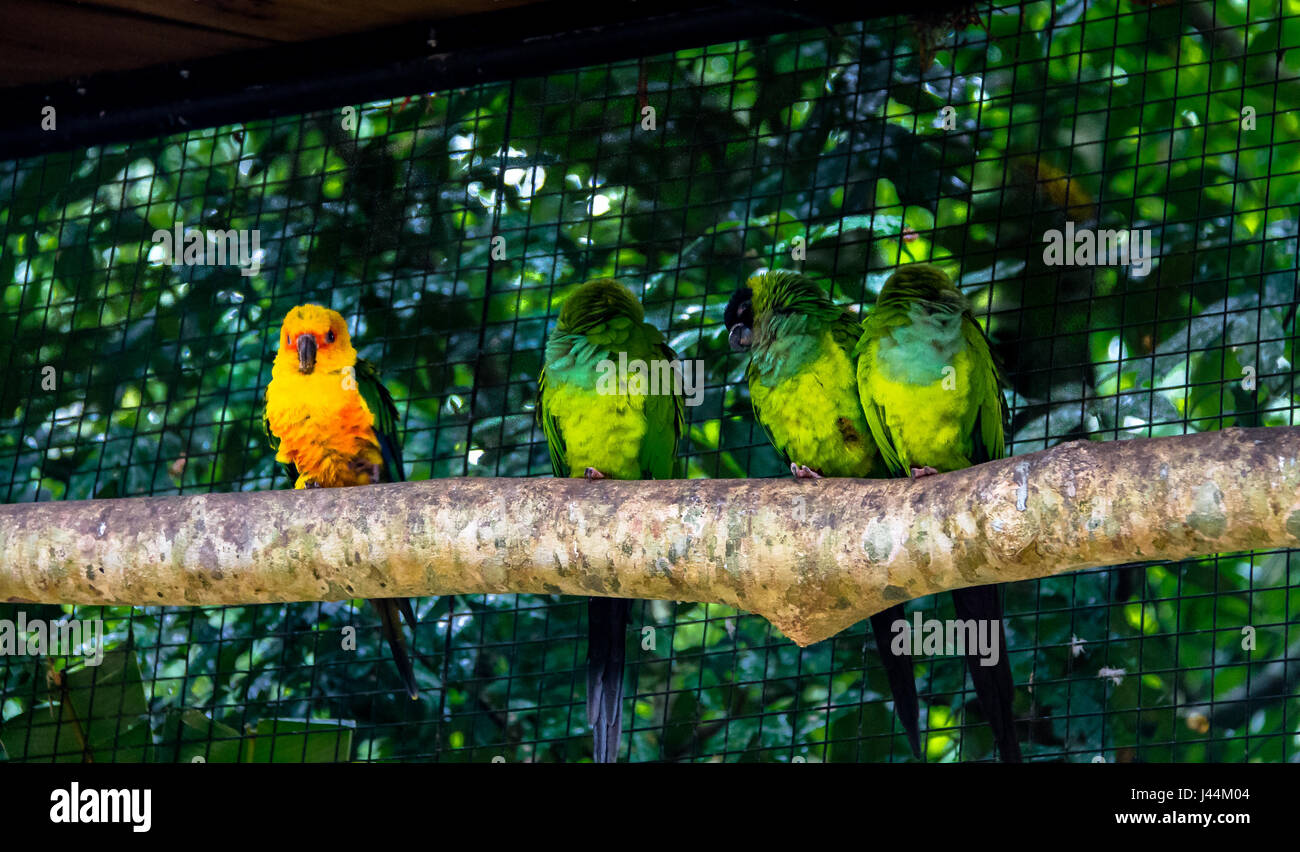 Sun parrocchetto in piedi fuori vicino a Nanday parrocchetti al Parque das Aves - Foz do Iguacu, Parana, Brasile Foto Stock