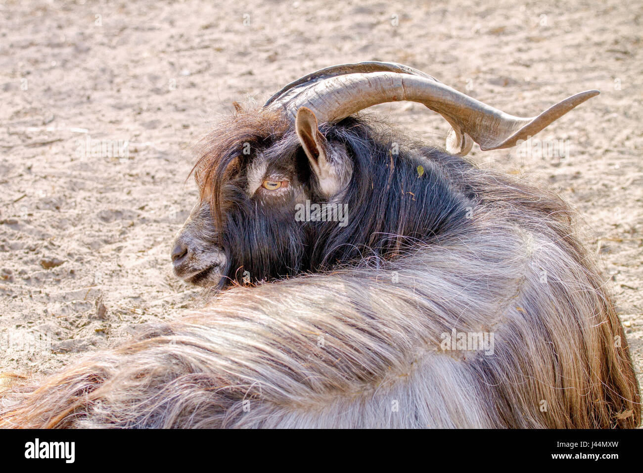 Immagine di un animale capra con ripide di corna e il tempo di riposo di lana Foto Stock