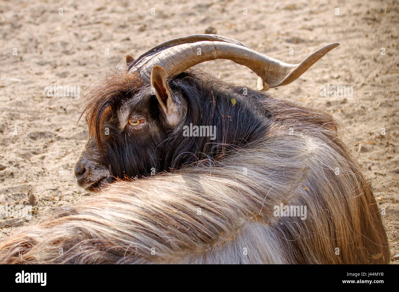 Immagine di un animale capra con ripide di corna e il tempo di riposo di lana Foto Stock