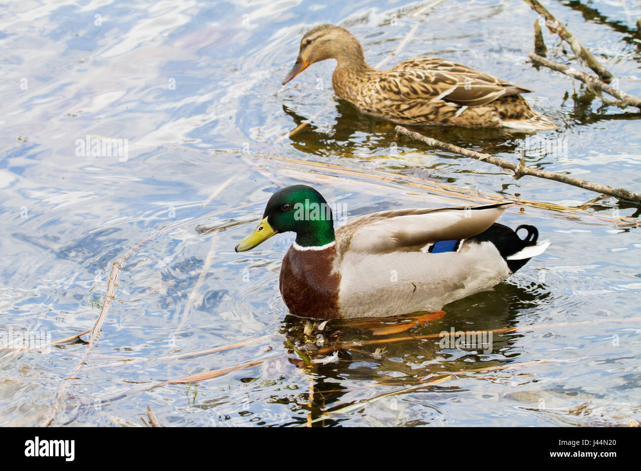 Immagine di un animale selvatico e di Drake un anatra vela su un laghetto Foto Stock