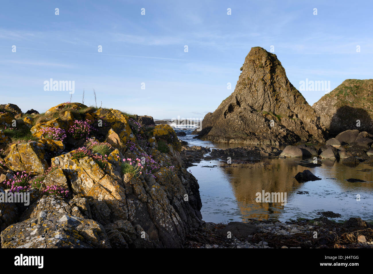 La parsimonia o rosa del mare sulle rocce a Carricknaford una scena costiere della costa rocciosa vicino a Ballintoy e Bushmills sulla costa di Antrim in Irlanda del Nord Foto Stock