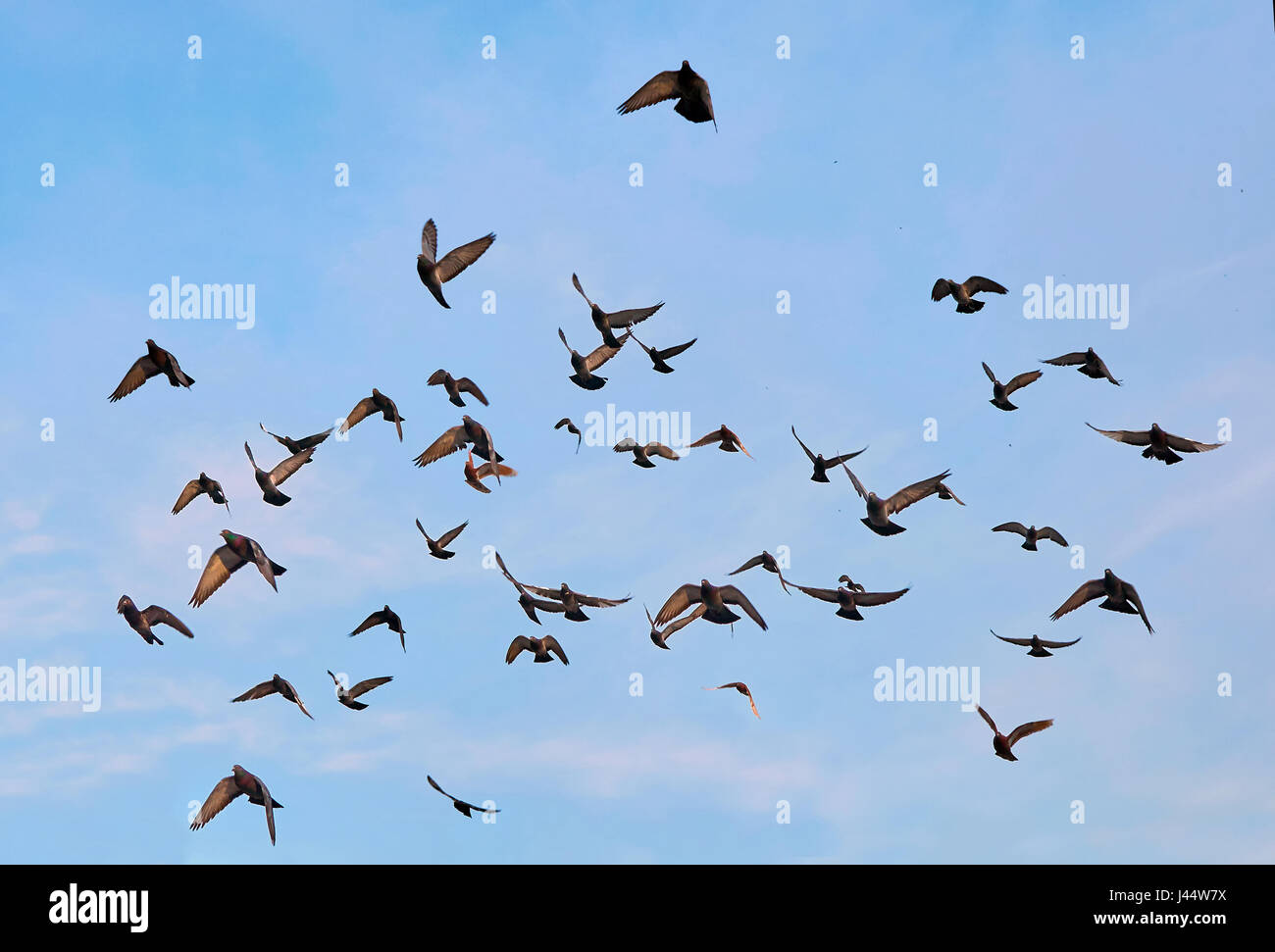 Stormo di piccioni volare nel cielo blu Foto Stock