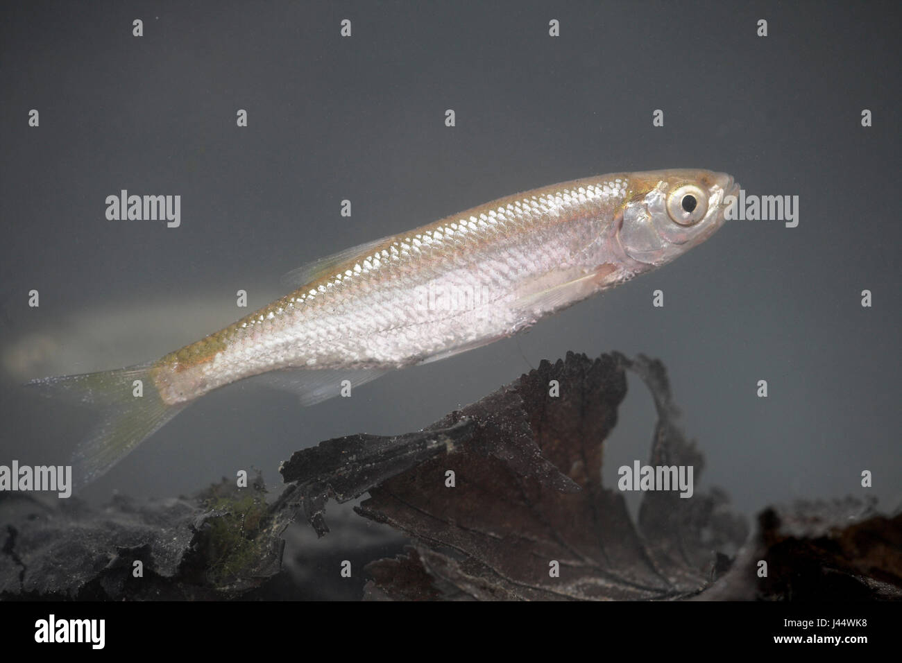 Nuoto tetro con una seconda tetro in background Foto Stock