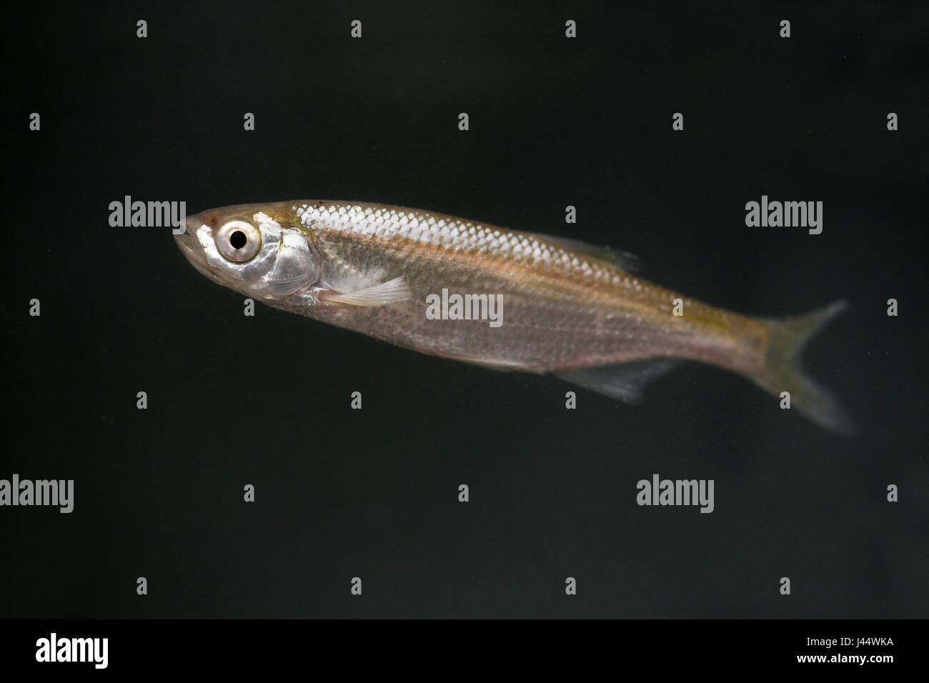 Nuoto tetro con su sfondo scuro Foto Stock
