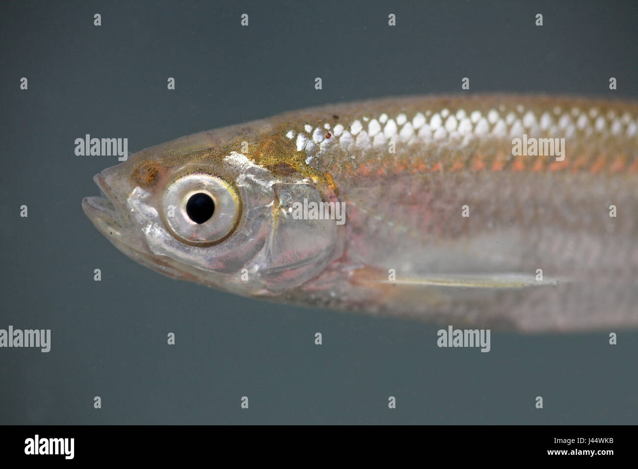 Ritratto di un tetro Foto Stock