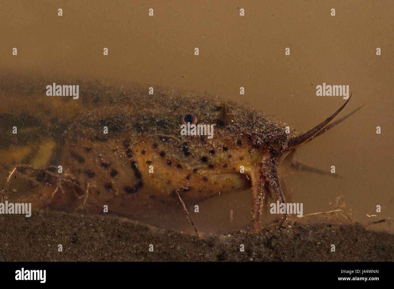 Ritratto di un wheaterfish in acqua con scarsa visibilità Foto Stock