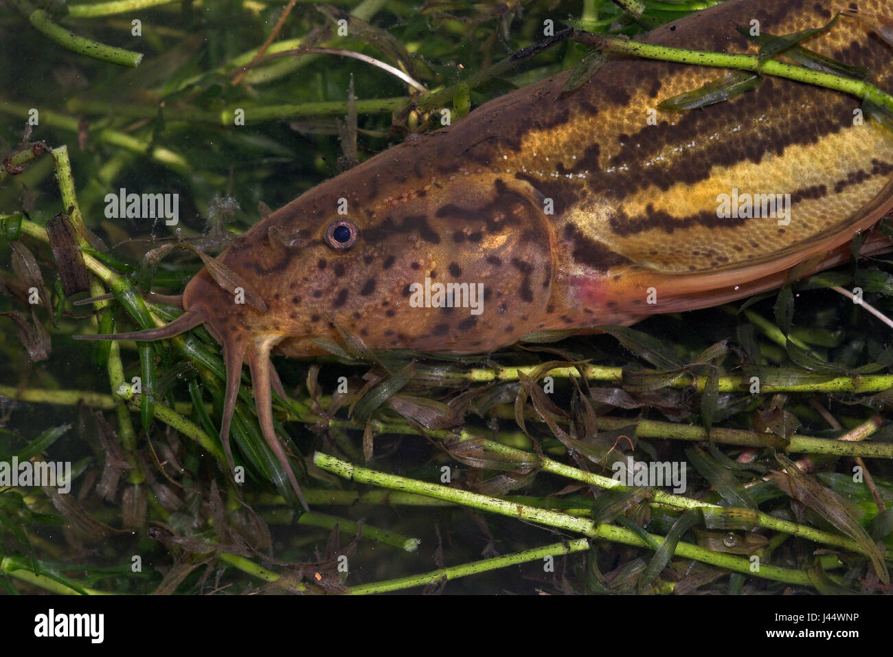 Wheaterfish tra la fitta vegetazione di acqua Foto Stock