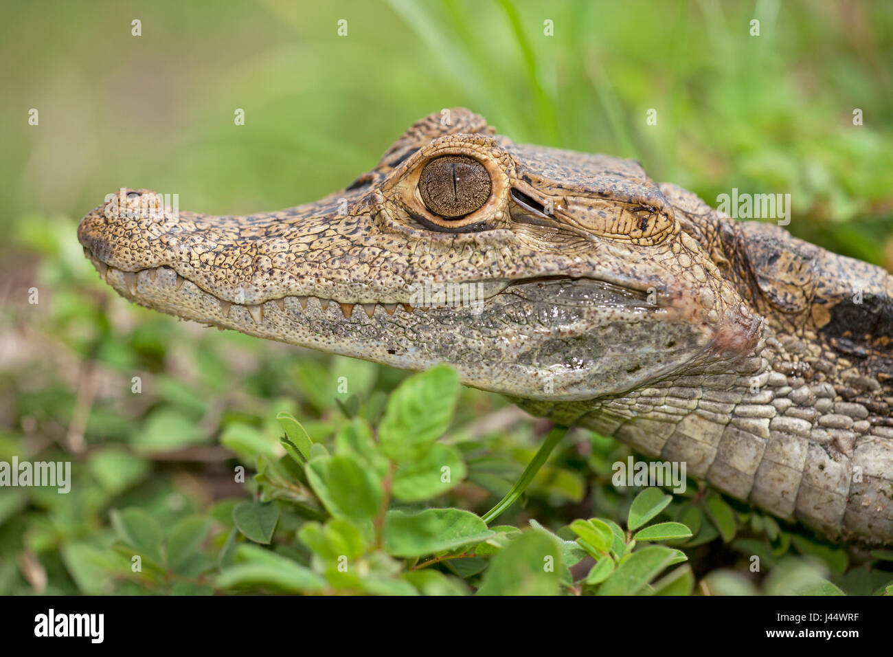 Portret van een brilkaaiman in het gras; Ritratto di un caimano spectacled in gras; Foto Stock