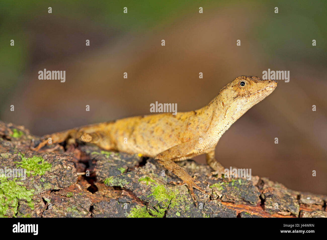 Foto di una politica forestale anole su legno Foto Stock