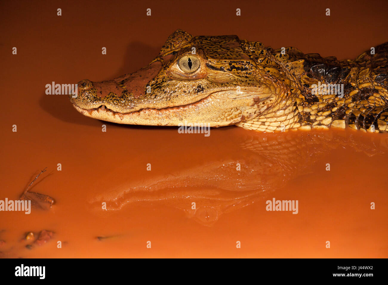 Foto van een brilkaaiman in een poel incontrato rood modderig acqua; foto di un caimano spectacled in una piscina con fango rosso acqua; Foto Stock