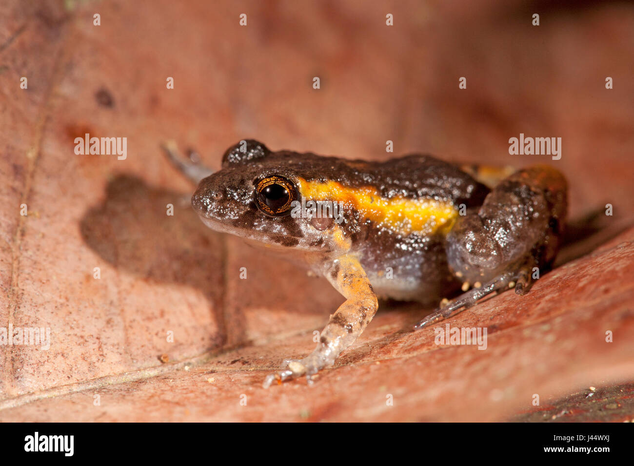 Foto di leptodactylus hylaedactylus Foto Stock