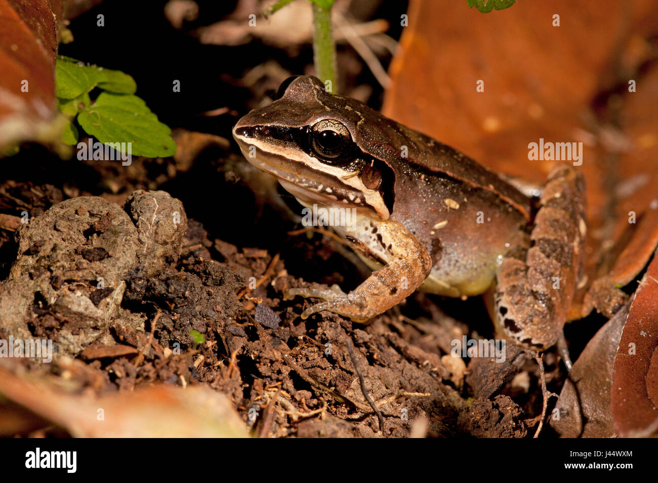 Foto di Leptodactylus mystaceus Foto Stock