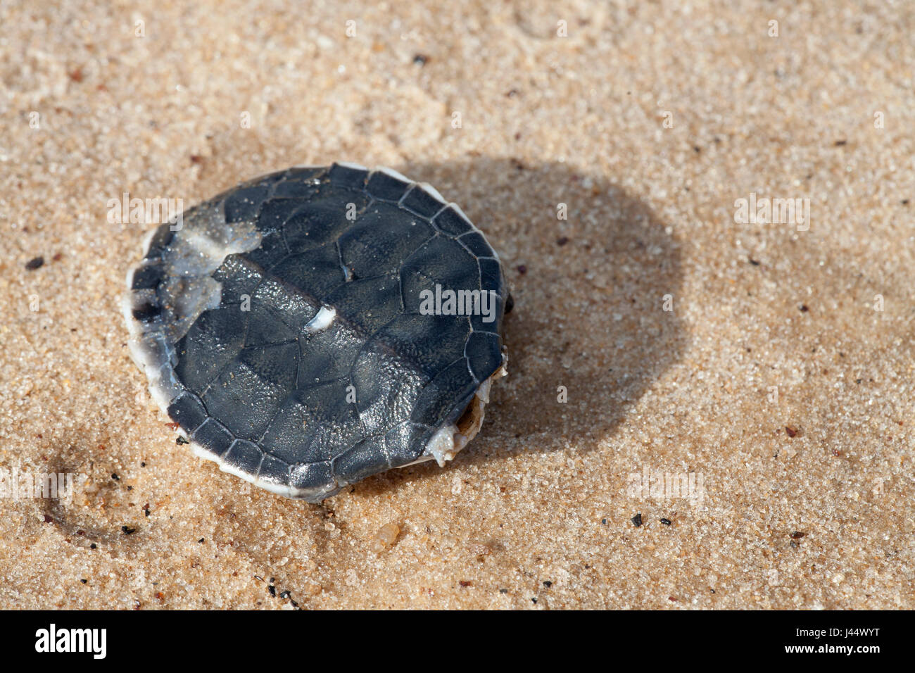 Foto di tha carapace di una realtà risaliva a prima di tartaruga verde hatchling Foto Stock