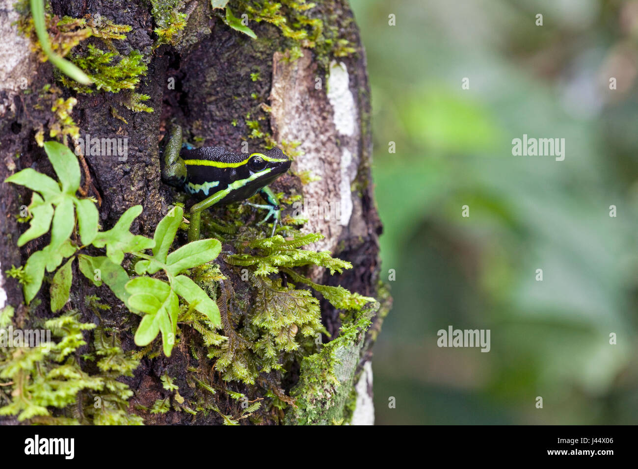 Foto di una a tre strisce poison dart frog seduto in un foro albero Foto Stock