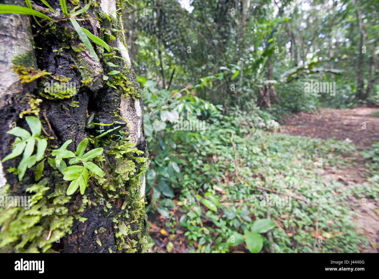 Foto di una a tre strisce poison dart frog seduto in un foro albero Foto Stock