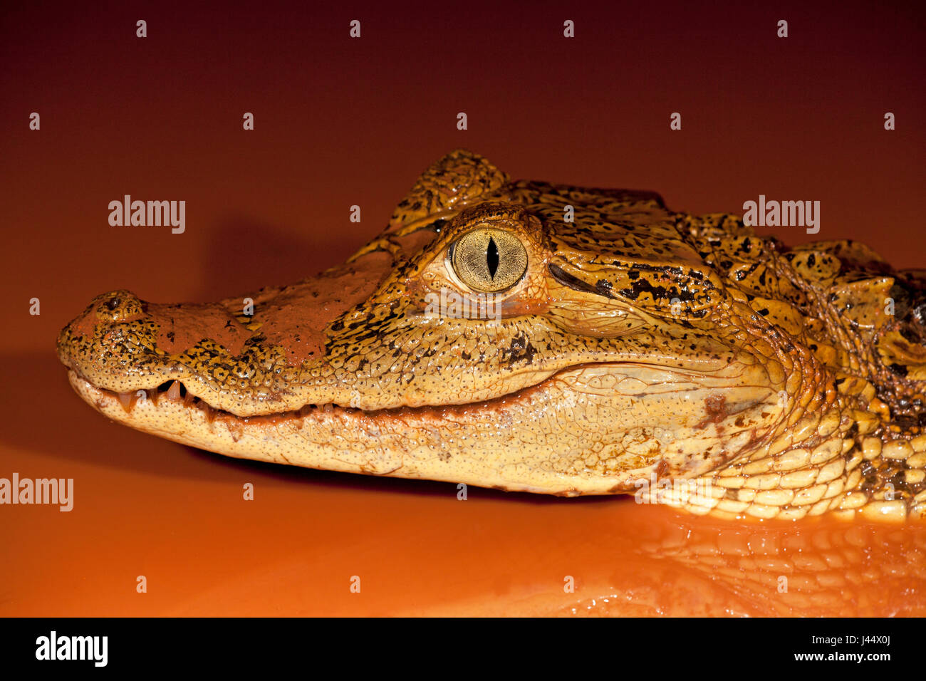 Foto van een brilkaaiman in een poel incontrato rood modderig acqua; foto di un caimano spectacled in una piscina con fango rosso acqua; Foto Stock