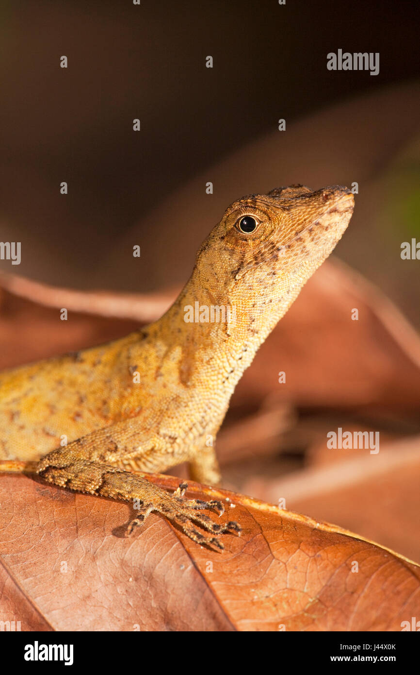 Foto di una politica forestale anole sul suolo della foresta Foto Stock