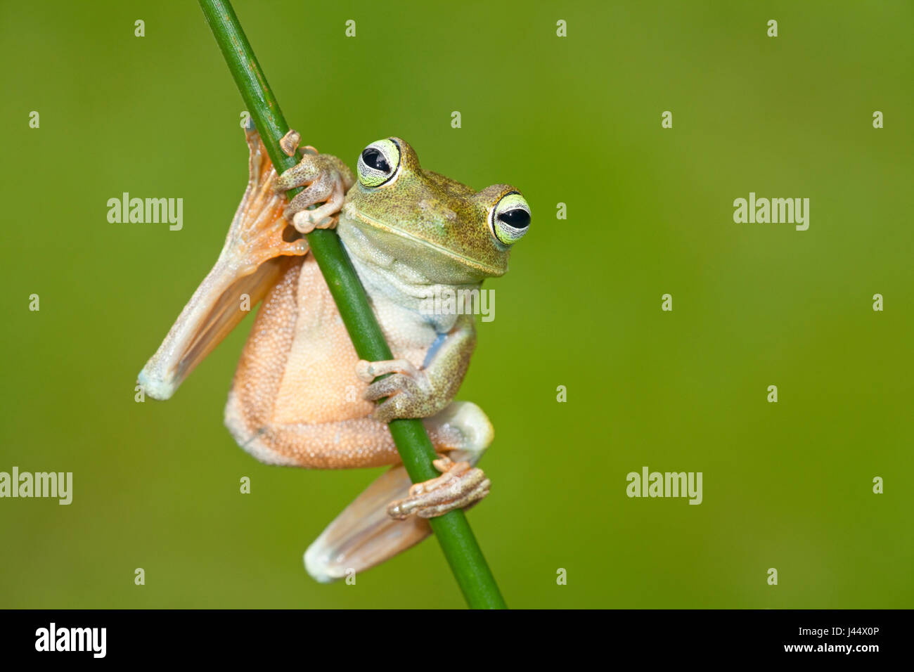 Foto di un sonaglio espresso la raganella su un ramo Foto Stock