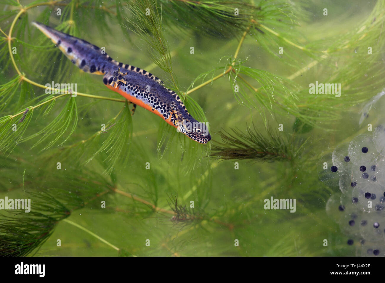 Il tritone alpestre subacquei con spawn erano la loro alimentazione su Foto Stock