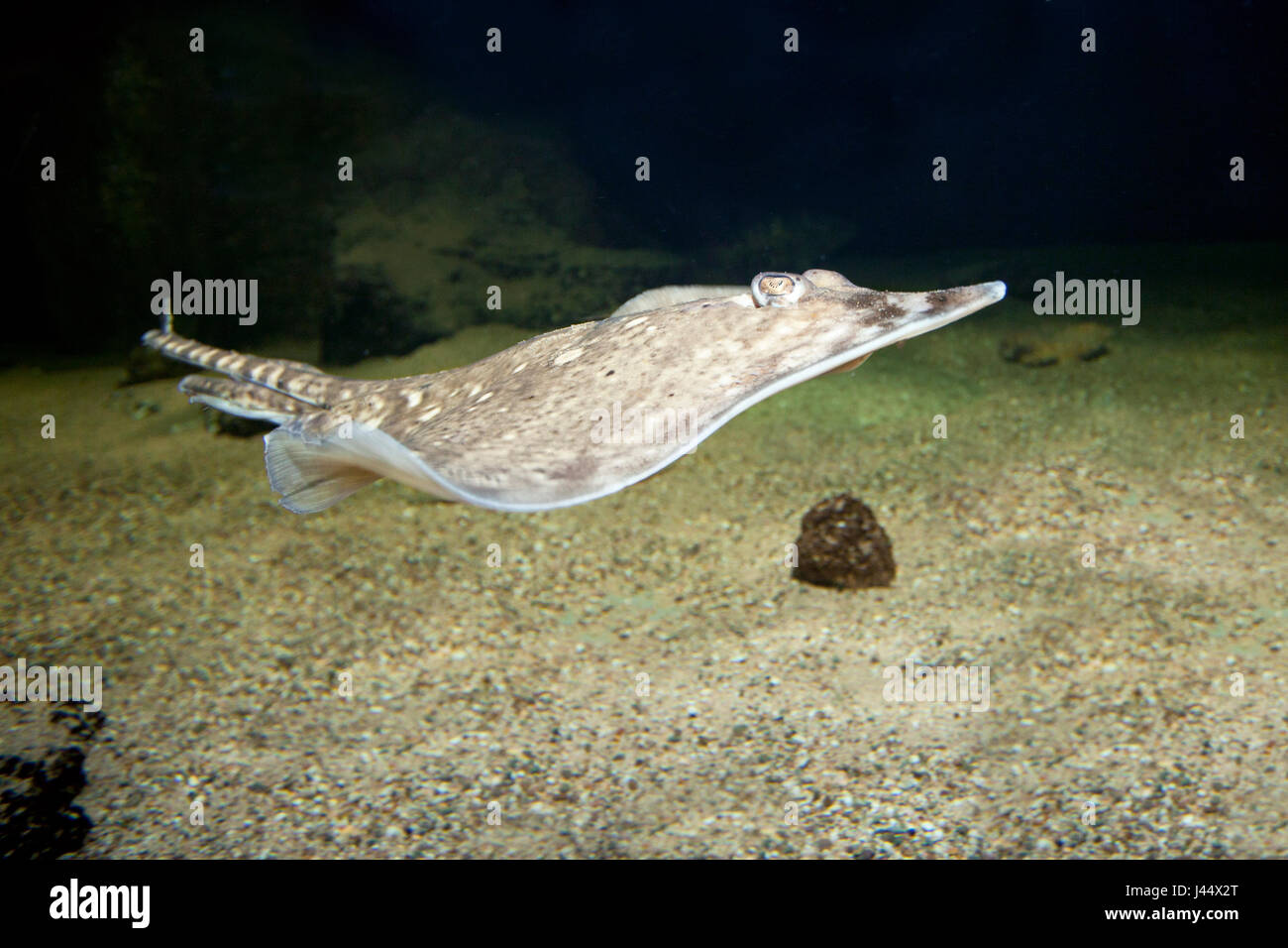 Foto van een zwemmende stekelrog; foto di un nuoto thornback ray; Foto Stock