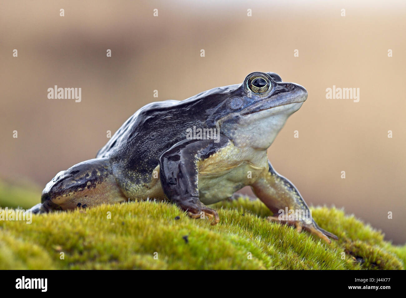 Maschio blu moor frog su terra Foto Stock