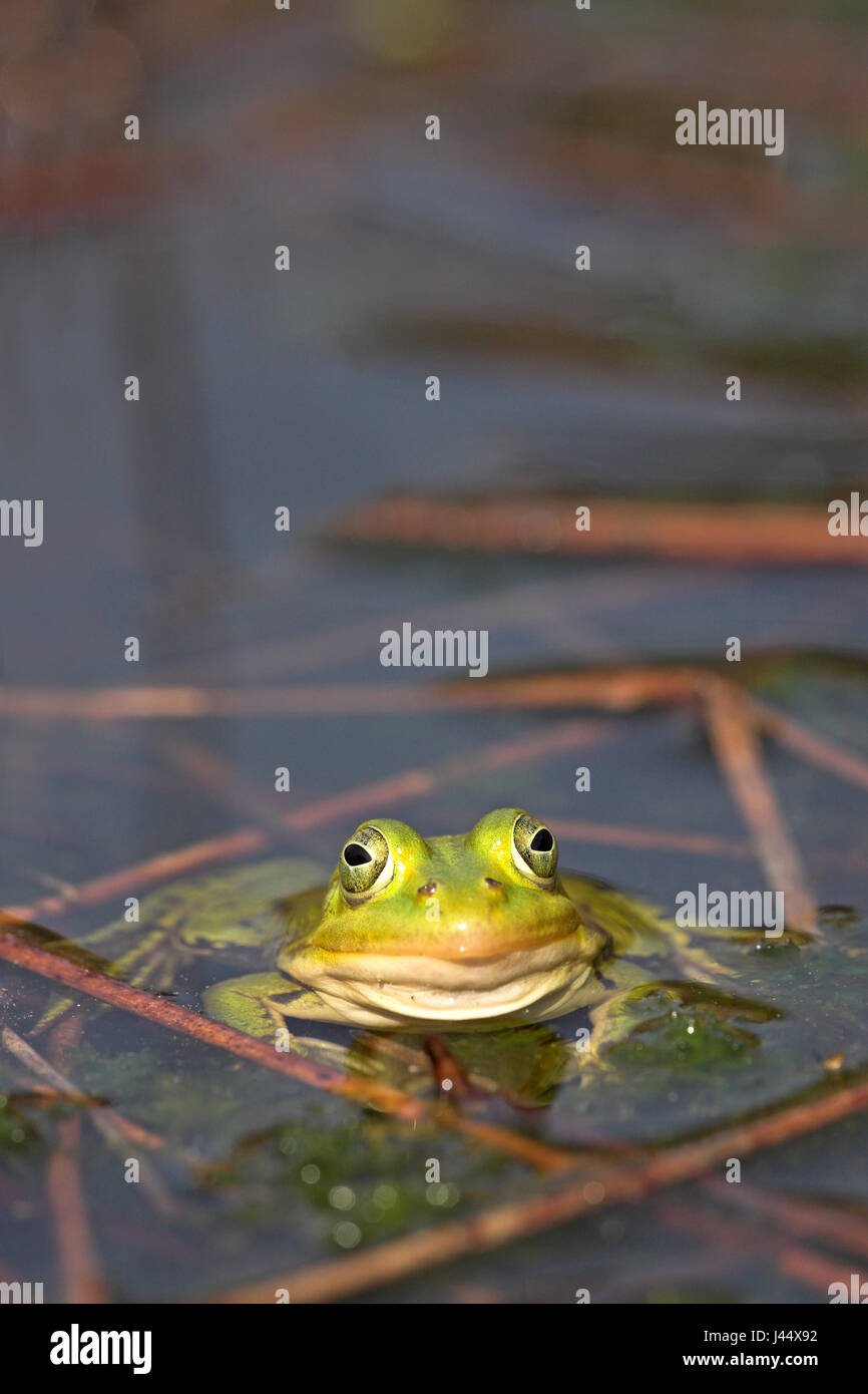 Vertikal foto di maschio poolfrog durante la stagione di riproduzione Foto Stock