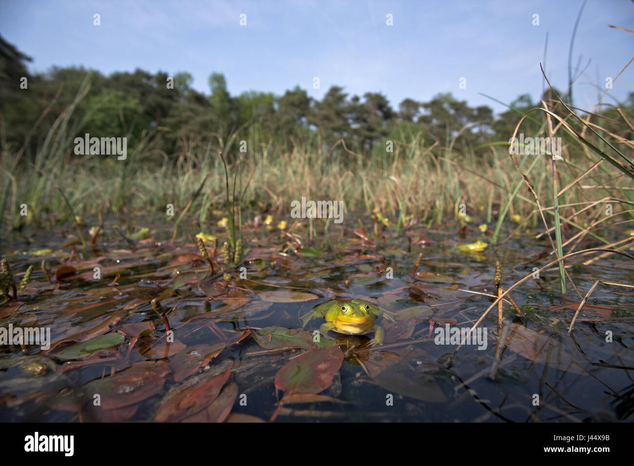 Panoramica di un coro maschile di poolfrogs in primavera i maschi della rana piscina diventa di colore giallo durante la stagione di riproduzione Foto Stock