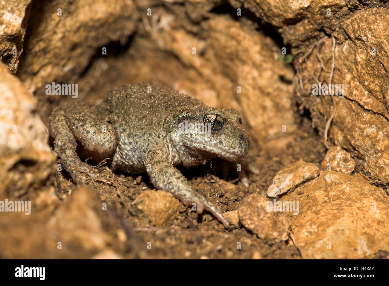 Un maschio di ostetrica toad fischi da un foro accanto alla strada per attrarre femmine Foto Stock