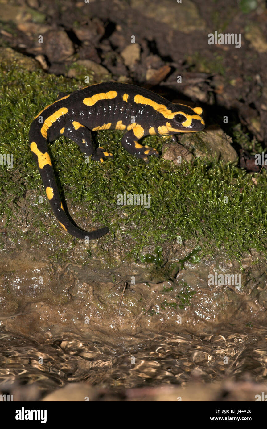 Salamandra pezzata sul muschio verde sopra acqua di allevamento Foto Stock