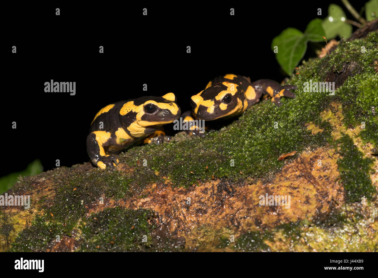 Due fuoco salamandre guardare su una radice della struttura ad albero Foto Stock