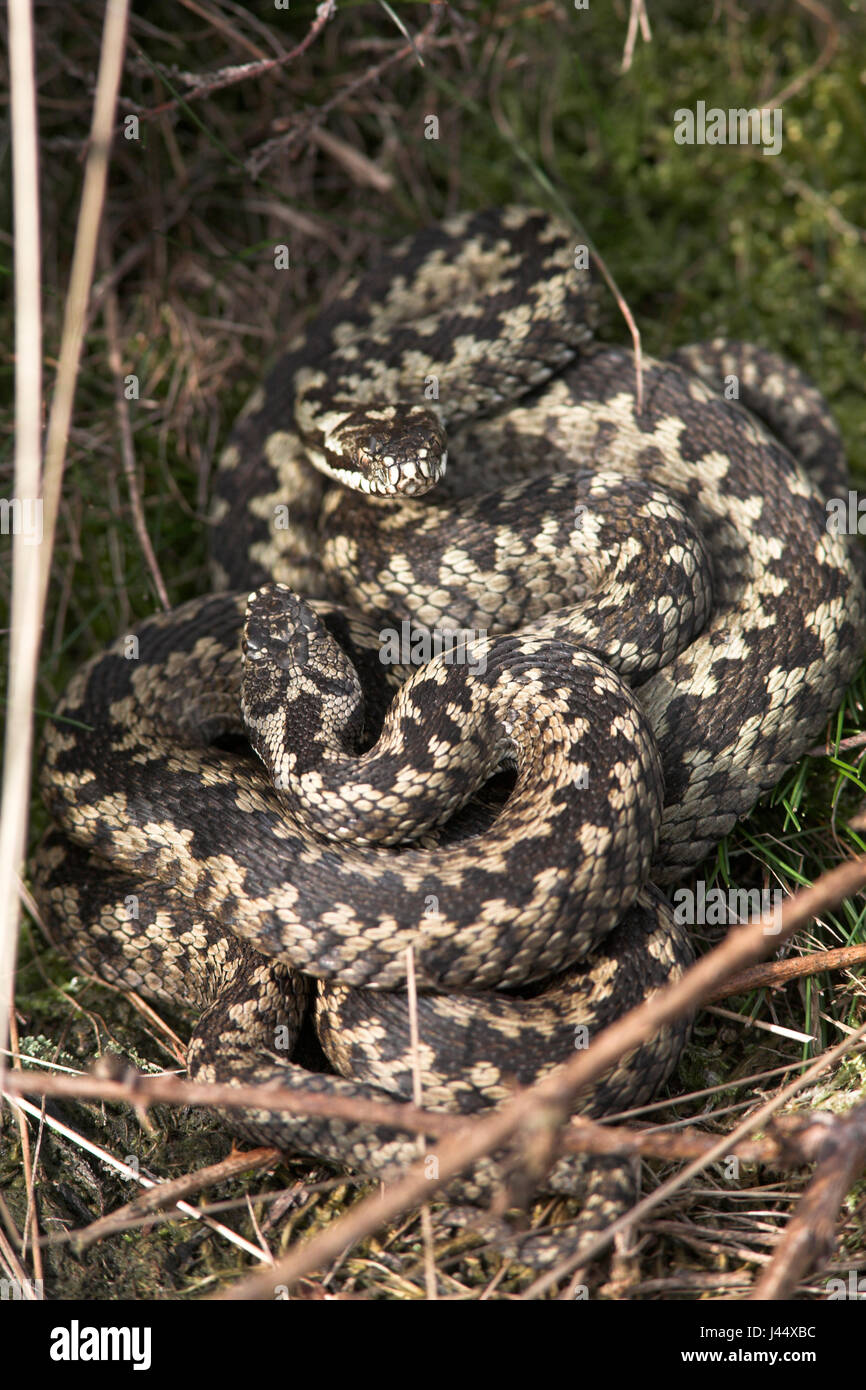 Twee sommatori liggen op elkaar om op te warmen in het vroege voorjaar, deze foto è genomen bij een hibernaculum (een plek waar sommatori overwinteren); due vipere comune crogiolatevi sulla sommità della vicenda; Foto Stock