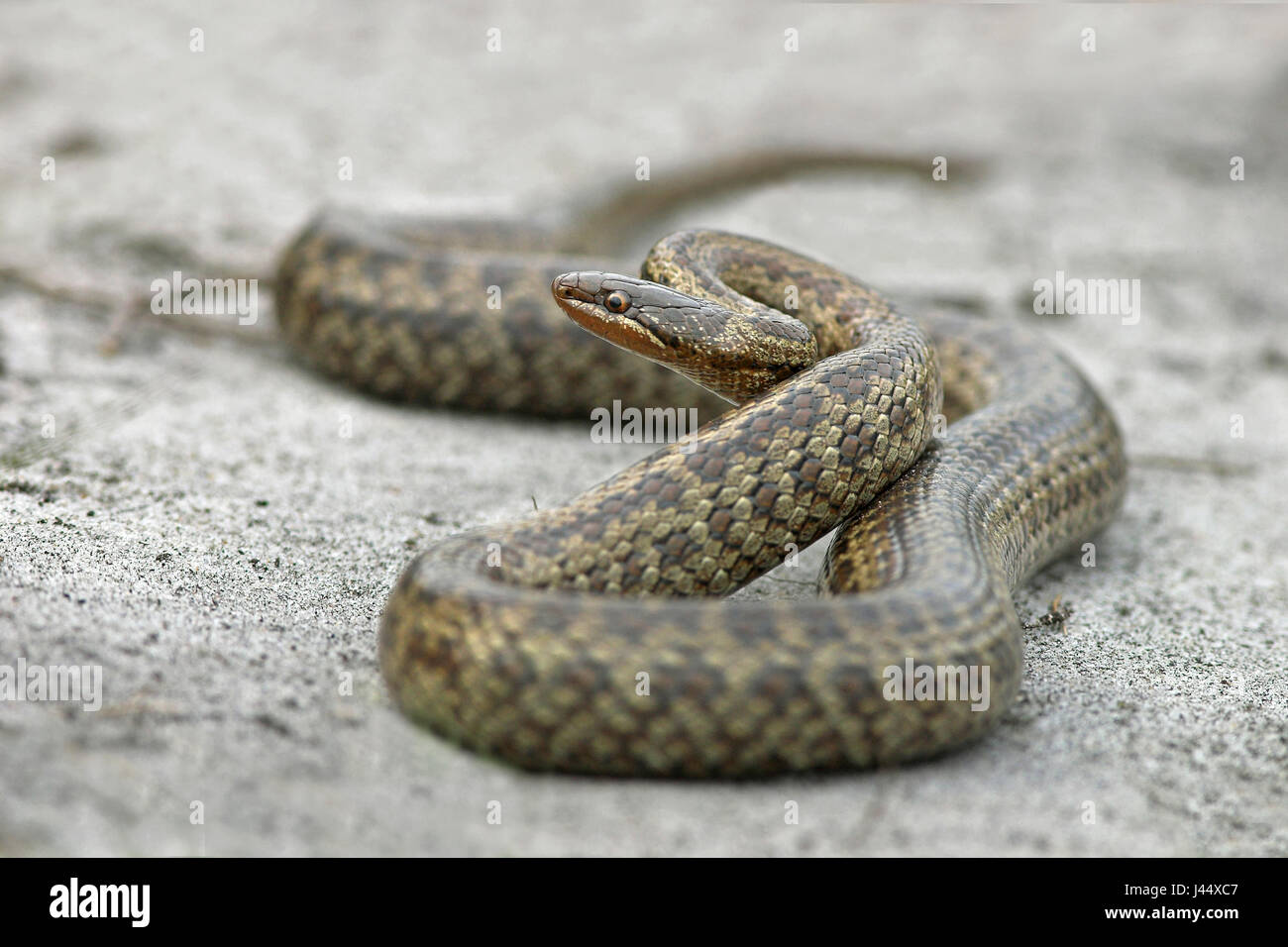 Smooth snake in posizione suggestiva Foto Stock