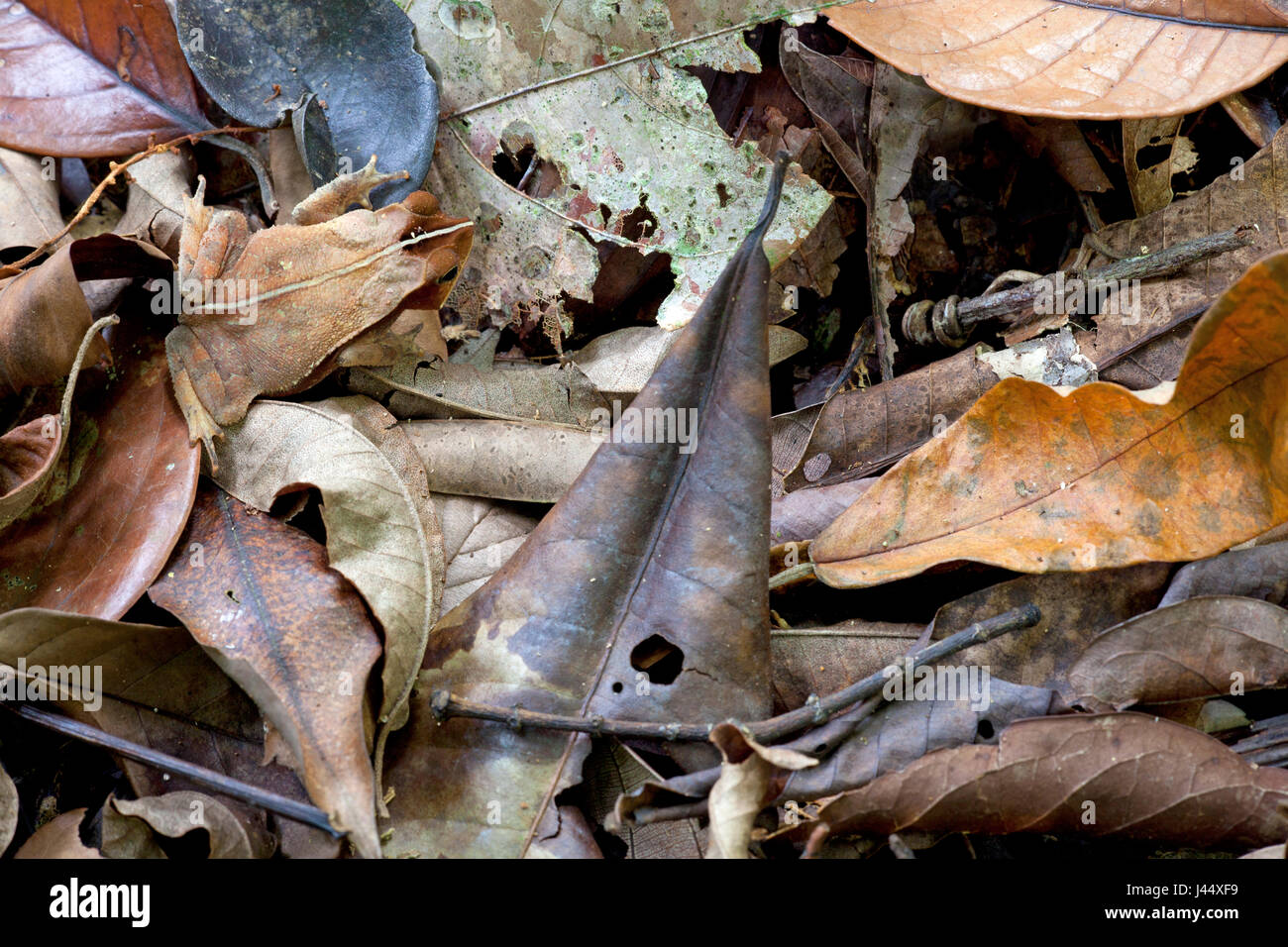 Foto di un rospo crestato che è difficilmente visibile a causa della sua grande camouflage Foto Stock