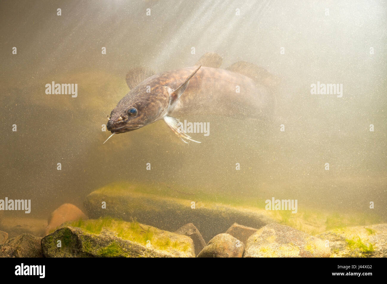 Foto di un nuoto bottatrice al di sopra di un fondo roccioso coperto con le alghe verdi Foto Stock