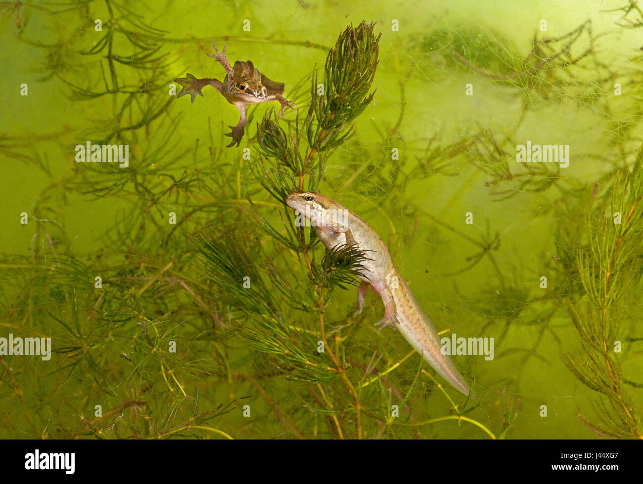 Foto di una coppia di tritoni palmate sotto acqua tra piante verdi Foto Stock