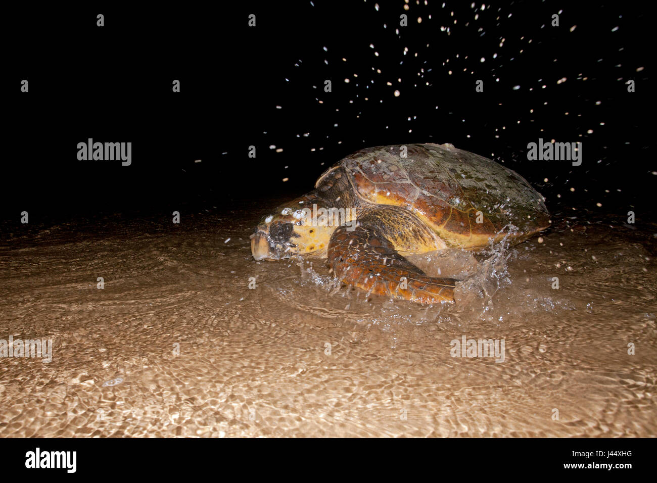 Foto di una femmina di tartaruga Testuggine sul suo ritorno al mare dopo deposizione delle uova su una spiaggia di nidificazione in Sud Africa Foto Stock