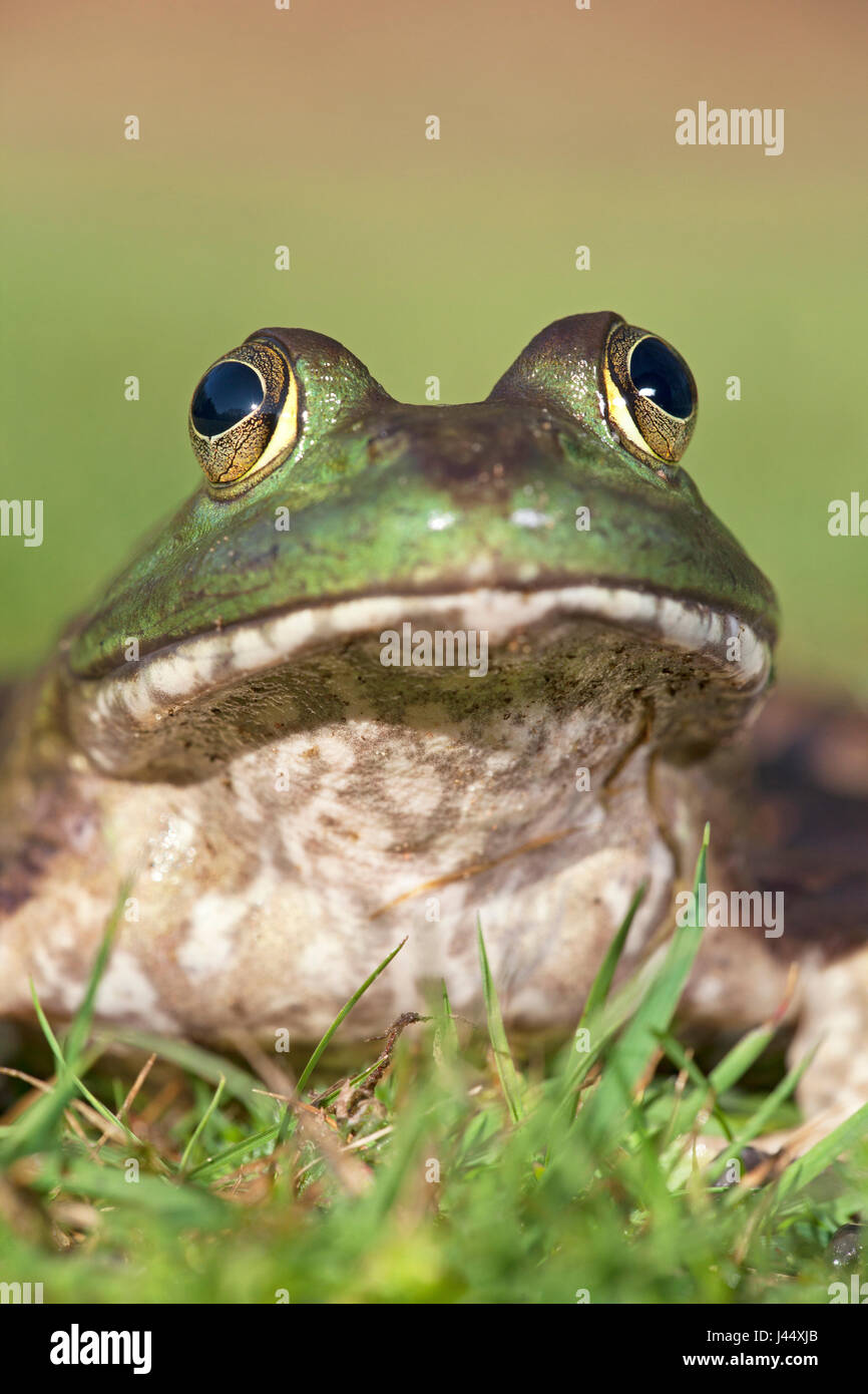 Frontale verticale ritratto di un North American Bullfrog Foto Stock