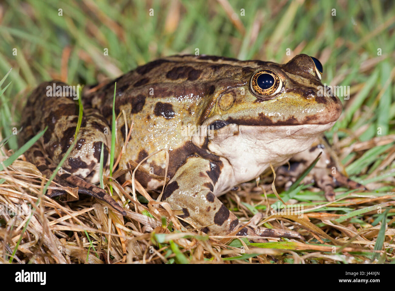 Foto di una grande rana di palude in erba Foto Stock
