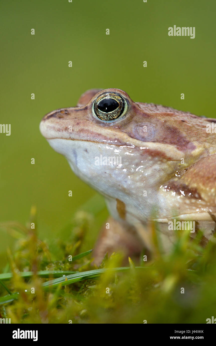 Ritratto verticale di un maschio moor frog contro uno sfondo verde Foto Stock
